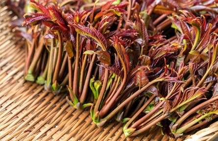 香椿美味營養(yǎng)好卻含有亞硝酸鹽？ 吃香椿前，千萬別忘記這一步