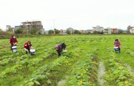 豐收故事 | 廣西東興：千畝西葫蘆喜豐收 農(nóng)民采摘忙