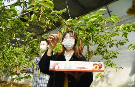 為鄉(xiāng)村振興注入嶄新活力 北京通州漷縣鎮(zhèn)臺灣“果桑之王”引種成功