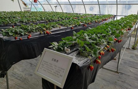 北京昌平86個(gè)草莓品種進(jìn)行試種篩選，豐富品類助農(nóng)增收