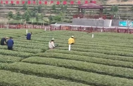 湖北宜昌：早春茶進入采摘季 茶農(nóng)爭采搶先機