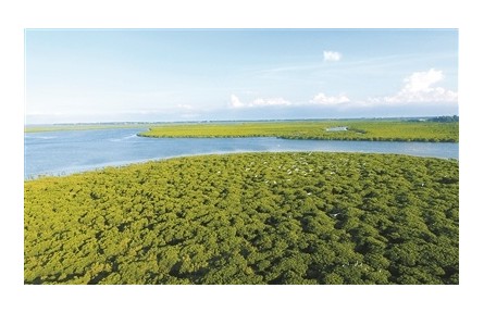 我國(guó)紅樹(shù)林面積持續(xù)增加