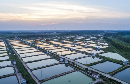 山東省濱州市博興縣：打造“聯(lián)合體” 激活鄉(xiāng)村振興新動能