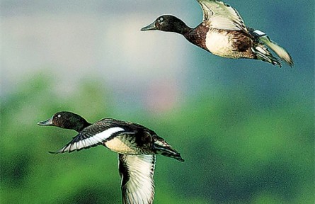 青頭潛鴨：晉升為“國寶”的鳥中運動健將