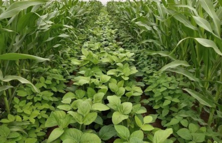 今年山西省實施大豆玉米帶狀復合種植82萬畝