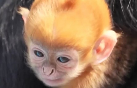 貴州沿河：黑葉猴又添新丁