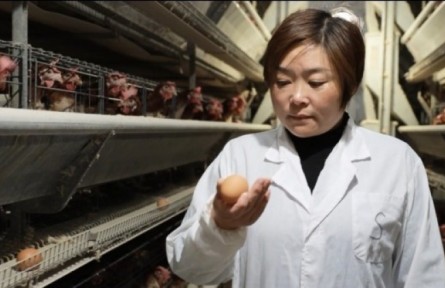 王敏：創(chuàng)辦示范養(yǎng)殖場(chǎng) 帶領(lǐng)村民致富?