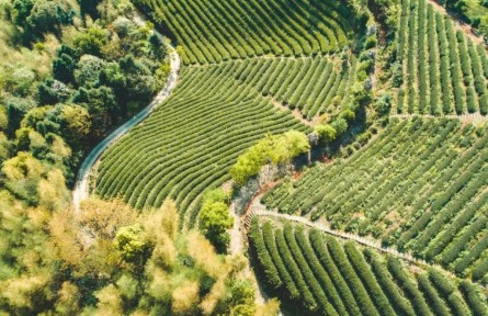 福建：數(shù)字化賦能茶產(chǎn)業(yè) 讓閩北茶葉更香