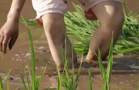 福建延平：“花稻輪作”讓農(nóng)閑田變“增收田”