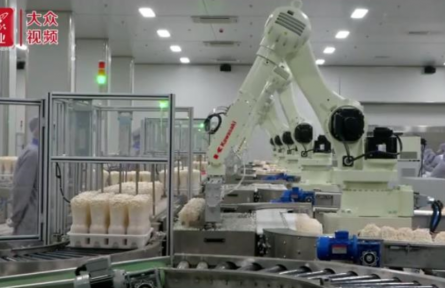 山東濟(jì)寧鄒城市：草莓按揭種 蘑菇“云上”采