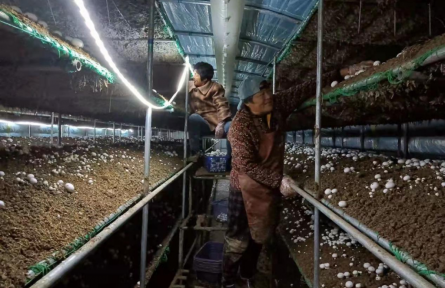 安徽靈璧：“品牌+科技”助力小蘑菇飛出國門