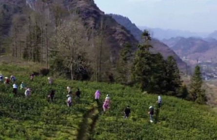 貴州：各地茶園吐新綠 春茶采摘正當(dāng)時(shí)