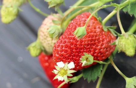 江蘇如皋左鄔村：奶油草莓紅艷艷 甜美多汁等你來