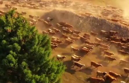 新疆：七百萬牲畜開始春季轉場