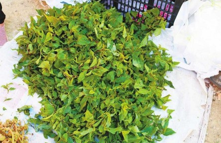 快，來云南吃春菜嘍！