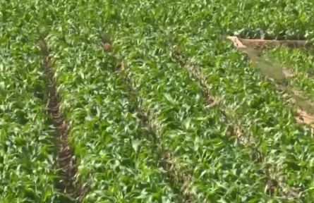 云南：春耕正當(dāng)時(shí) 綠色生態(tài)成“新寵”