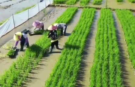 海南多措并舉激發(fā)農(nóng)戶種糧積極性 全省早稻插秧面積超100萬畝 海南網(wǎng)絡(luò)廣播電視臺