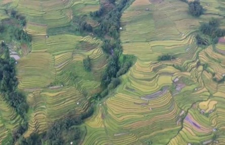 云南元陽：打造“綠色食品牌” 引領農業(yè)高質量發(fā)展