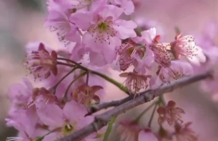 《大美中國·春天系列》春天的福建