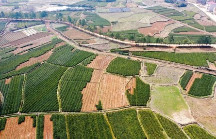 江西豐城：種好油茶樹 拓寬致富路