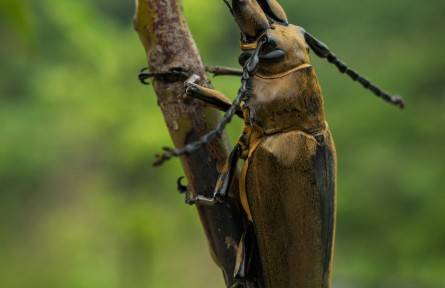 物種故事 | 威氏三櫛牛：沒想到吧？我居然是護(hù)妻狂魔！