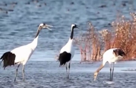 我國(guó)國(guó)際重要濕地保護(hù)取得顯著成效