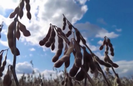 黑龍江積極推動(dòng)大豆擴(kuò)種1000萬畝以上