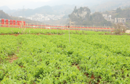 貴州凱里：“校農(nóng)結(jié)合”守護(hù)學(xué)生“舌尖”上的安全