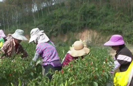 云南：發(fā)展特色產(chǎn)業(yè) 助推鄉(xiāng)村振興