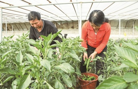 新疆兵團三師四十八團：種好大棚致富菜 奏響鄉(xiāng)村振興曲