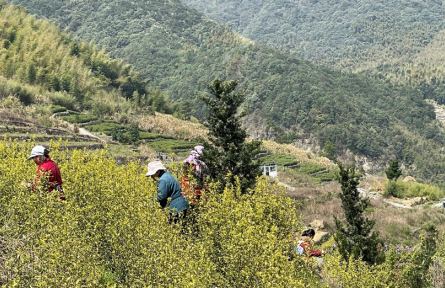 浙江寧波奉化區(qū)：春茶陸續(xù)開采 進(jìn)入繁忙采摘期