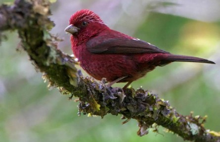 物種故事 | 酒紅朱雀：我沒醉，我真的“屬”朱雀！