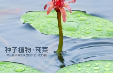 物種故事 | 莼菜：吃野生的我是違法的！