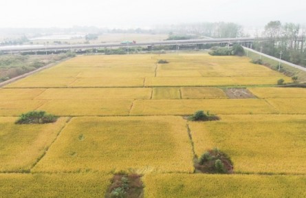 如何進(jìn)行稻谷實測調(diào)查