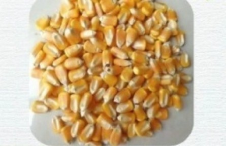 購(gòu)買種子應(yīng)注意什么