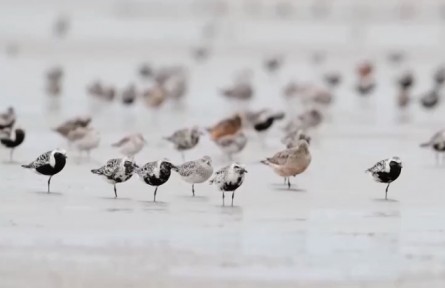 多措并舉使我國(guó)多數(shù)鳥(niǎo)類(lèi)種群恢復(fù)性增長(zhǎng)