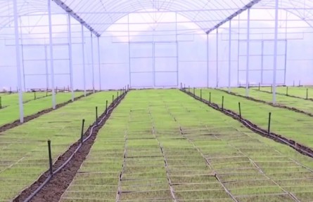 湖北：水稻育秧 水果育苗 科技“大招”助春耕