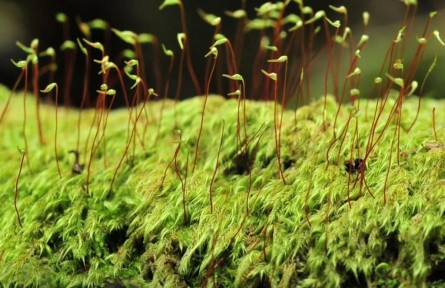 物種故事 | 毛葉梳蘚：豆芽？小草？其實我是最難辨認的苔蘚