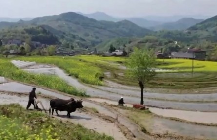 陜西漢陰：春管春播大面積展開 秦巴深處 鳳堰古梯田春耕忙