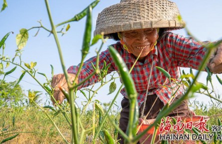 海南文昌：辣椒豐收忙采摘