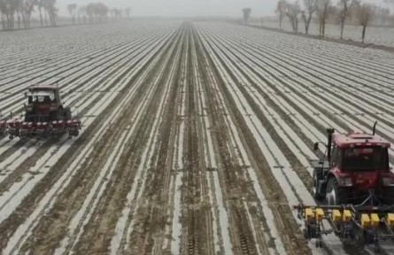 一塊地兩份收入 新疆兵團(tuán)大面積推廣棉花套種助農(nóng)增收