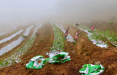 福建長汀：扁嶺村民種黃精得“黃金”