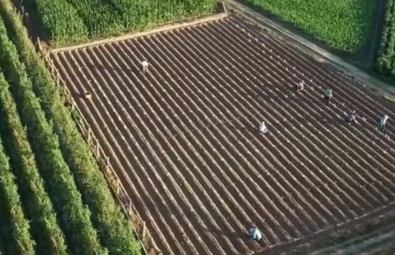 農(nóng)業(yè)農(nóng)村部：國家級育制種基地增加到216個