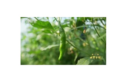 六級(jí)大型紀(jì)錄片《種子  種子》| 第二集：田野爭(zhēng)鋒