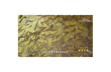 六級(jí)大型紀(jì)錄片《種子 種子》| 第五集：種靈育秀