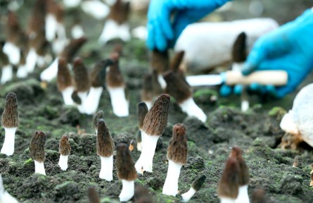 山東青島即墨區(qū)：小小羊肚菌 闖出鄉(xiāng)村振興致富路