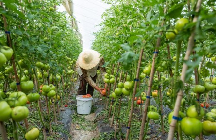 接力24小時(shí)：一顆“浙江菜”是如何發(fā)往上海的？