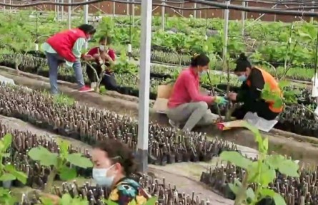 新疆岳普湖：做強設施農(nóng)業(yè) 助力鄉(xiāng)村振興