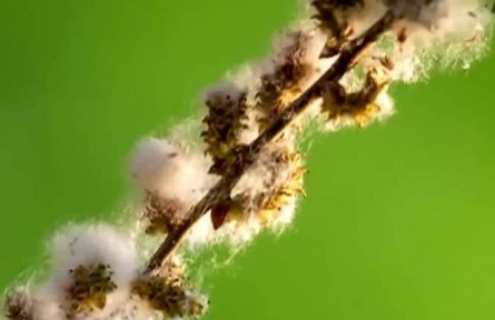 又到一年“飛絮”時(shí) 怎么防？怎么治？