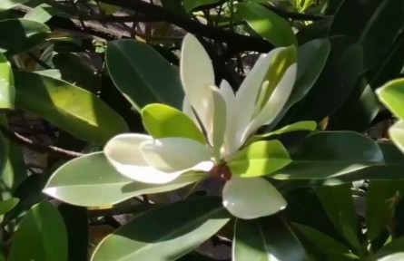 難得一見！這株極危物種30多年來第一次開花